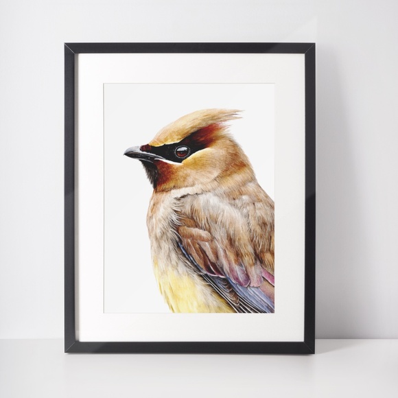 Watercolor Cedar Waxwing Bird Portrait Wall Art Print, Unframed - Vibrant Nature - Picture 3 of 7